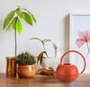 Red Watering Can